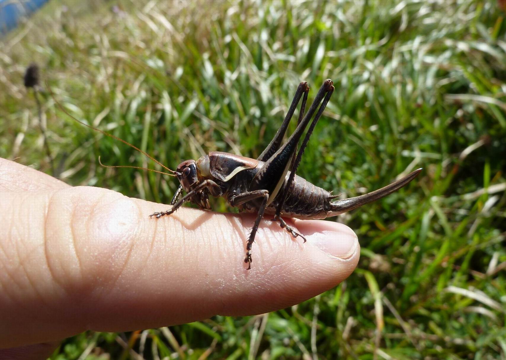 In appennino